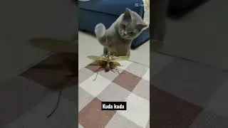 congcorang dan kucing LG TINJU