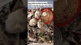 Our new baby chicks arrived.. We added 4 Lavender Orpingtons to the family🐥🐥🐥🐥