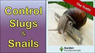 Slugs & Snails 🧨️💩💊 Which Home Remedies Work Best?