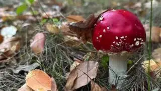 Вихід в ліс: чи є гриби? Частина 1