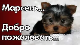 We have another boy... Yorkshire Terrier MARCEL.
