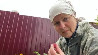 Жизнь в деревне! События последних 2 недель! Болезнь! Последний урожай! Осень в деревне!