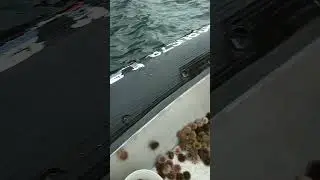 Беспредел морской