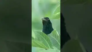Asian Koel (male)