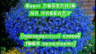 ПРОВЕРЕННЫЙ СПОСОБ посадки ЛОБЕЛИИ на РАССАДУ
