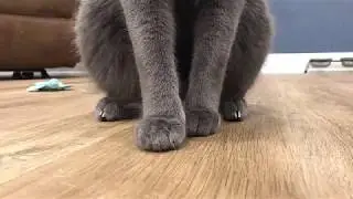 How to Trim Your Cat's Nails