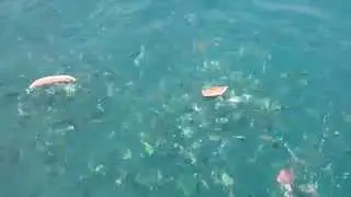 Coral Fish eating watermelon like a piranhas