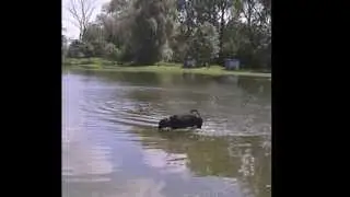 My wet Dog