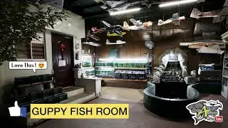 QUICK TOUR SA AKING GUPPY FISH ROOM