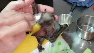 A PRECIOUS ACCIDENT