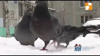 Тверские голуби всё аткивнее кивают головой