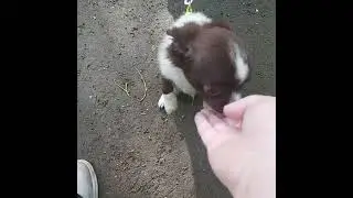 обучаем и приучаем щенка чихуахуа к прогулкам, кличке и команда "ко мне"