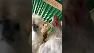 Gallinas de la Alta Sociedad