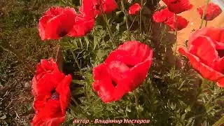 Футаж. - САДОВЫЙ МАК.  Пчёлы и шмели. Последние бутоны