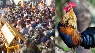 सुक्खू सरकार की वादा खिलाफी के साथ BJP ने समोसा व मुर्गा कांड को भी बनाया मुद्दा