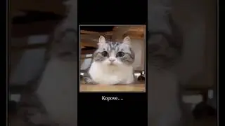 комару и Чехословакия   