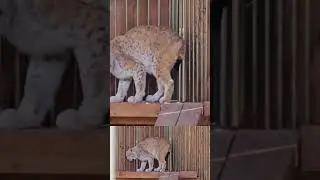 Рысь наводит марафет. ПАРК ЗЕМЛЯ ПРАЙДА 🌿#животные #zoo