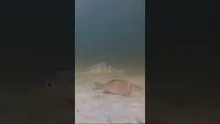 Ловля щуки на живца. Подводная съёмка. Окунь и КАРАСЬ. 