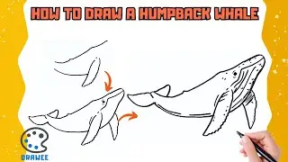 How to draw Humpback Whale