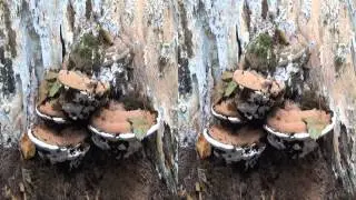 Paddestoelen in het Bos 2014 3D