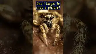 Make Friends With Jumping Spiders Easy! #jumpingspider  #insectphotography #macrophotography