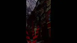 Красные слезы дерева