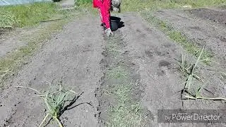 Мотивация, работа на огороде / Жизнь в селе.