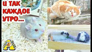 Утренняя РУТИНА ХОМЯКОВОДА / Уборка у хомяка Рыжика / морские свинки и кот Вася /Alisa easy Pets