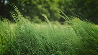 No Copyright Videos - Green Grass Slow-motion  - No Copyright Zone