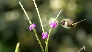The Magenta-throated Woodstar