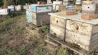 29 августа 2024 г.