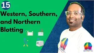 Southern Blotting | Northern Blotting | Western Blotting | Techniques - 12