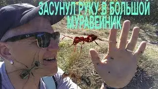 Крым 2018.  Мраморные пещеры.  Плато,пионы,чабрец.  Засунул руку в муравейник.