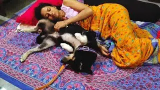 My Dog ​​Shinchan Won't Let Me Sleep Asking Me To Rub His Belly In The Middle Of The Night