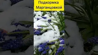 Подкормила Томаты Марганцовкой , Вот что  #подкормка #томаты #рассада