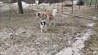 An adult male and a puppy (1)