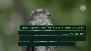 הנדל