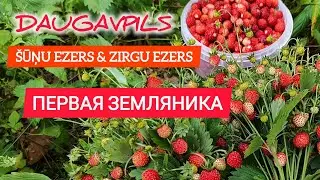 ЗЕМЛЯНИКА 🍓 ПЕРВАЯ | СБОР НА ЧАЙ | У ОЗЕРА | В ЛЕСУ | МОЙ ОТДЫХ