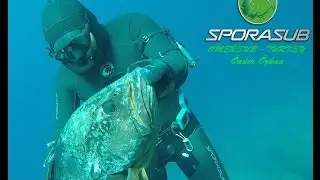 ORFOZ -GROUPER