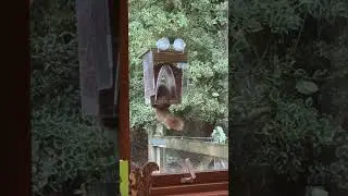 Red Squirrel | Scotland | Scottish Highlands