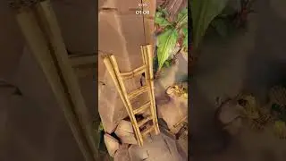 Disguised as a ladder | Witch It