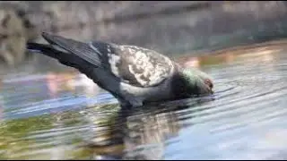 How long can a pigeon live without food and water?