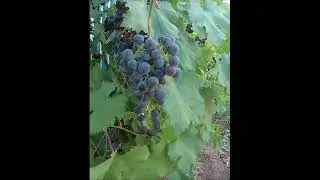 Из Новосибирска в Оренбург 3 #shorts