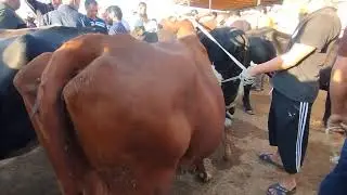 Samarqand Qircha mol bozori ona bola sigirlar 28 iyul 