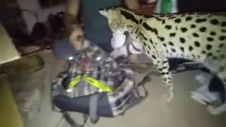 Smart Serval Packing