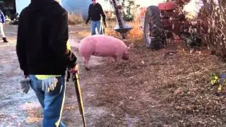 Nick shoots the hog