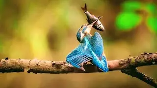 Look how animals are collecting their food