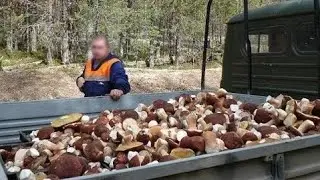 Picking wild mushrooms. King boletus, boletus edulis.