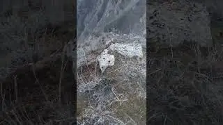 хоит   Якум