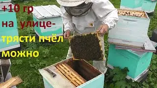 похолодание не помеха  в подготовке пчёл к зимовке